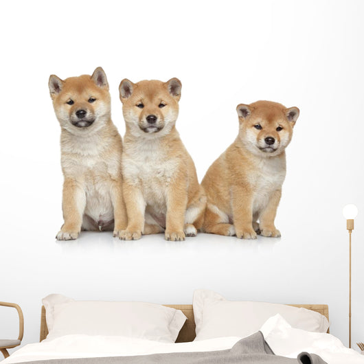 Three Shiba Inu Puppies Wall Decal