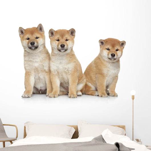 Three Shiba Inu Puppies Wall Decal