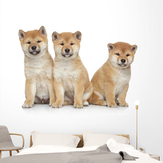 Three Shiba Inu Puppies Wall Decal