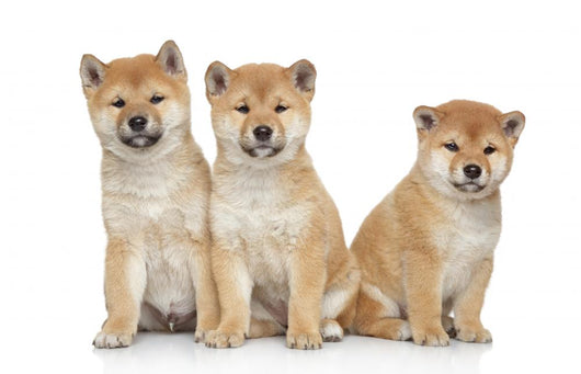 Three Shiba Inu Puppies Wall Decal