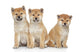 Three Shiba Inu Puppies Wall Decal