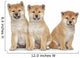 Three Shiba Inu Puppies Wall Decal