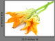 Fresh Edible Pumpkin Flower Wall Decal