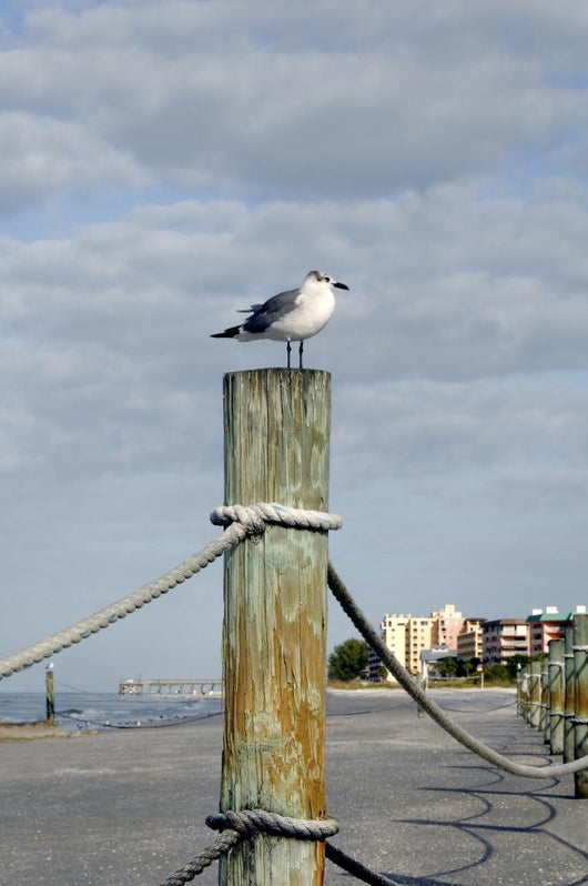 Seagull Ocean with Hotels Wall Decal