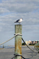 Seagull Ocean with Hotels Wall Decal