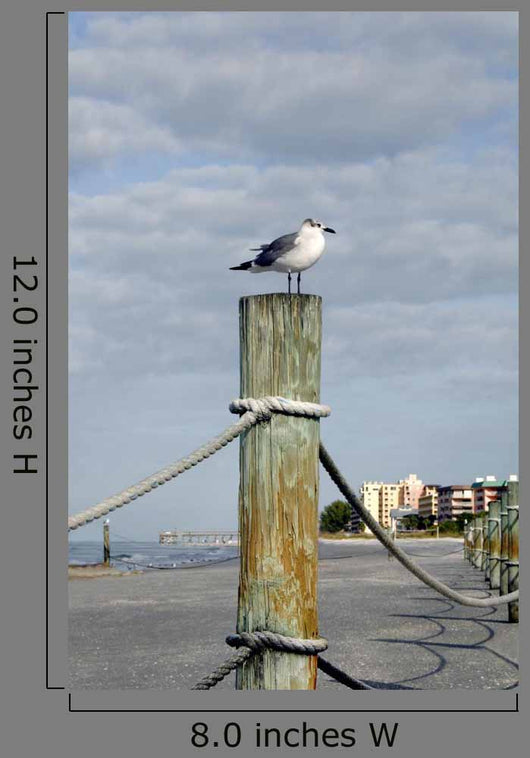 Seagull Ocean with Hotels Wall Decal