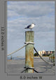 Seagull Ocean with Hotels Wall Decal