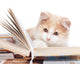 Little Cat Read Book Wall Decal