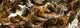 Large Herd of Horses Wall Decal