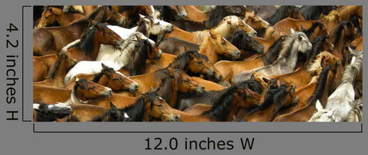 Large Herd of Horses Wall Decal