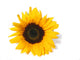 Sunflower White Wall Decal