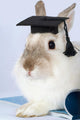 Rabbit Graduation Cap Wall Decal