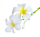 Frangipani Spa Flowers Wall Decal