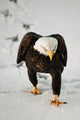 Eagle Going Snow Wall Decal