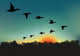 Oiseaux Migrateurs Wall Decal