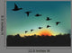 Oiseaux Migrateurs Wall Decal