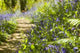 Bluebell Path Wall Decal