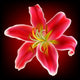 Vector Photo-realistic Red-white Lily Wall Decal