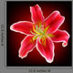 Vector Photo-realistic Red-white Lily Wall Decal
