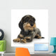 Young Coarse Haired Dachshund Wall Decal