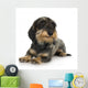 Young Coarse Haired Dachshund Wall Decal