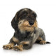 Young Coarse Haired Dachshund Wall Decal