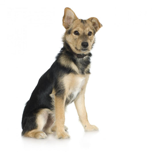 Dog Front White Wall Decal