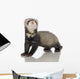 Ferret Kit Front White Wall Decal