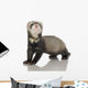 Ferret Kit Front White Wall Decal