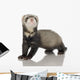 Ferret Kit Front White Wall Decal