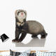 Ferret Kit Front White Wall Decal