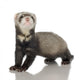 Ferret Kit Front White Wall Decal