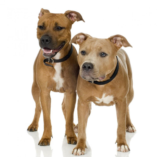 Couple Juvenile American Staffordshire Wall Decal