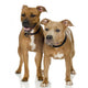 Couple Juvenile American Staffordshire Wall Decal