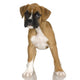 Puppy Boxer Front White Wall Decal