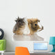 Peruvian Guinea Pig Against Wall Decal