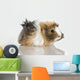 Peruvian Guinea Pig Against Wall Decal