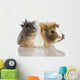 Peruvian Guinea Pig Against Wall Decal