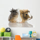 Peruvian Guinea Pig Against Wall Decal