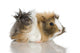 Peruvian Guinea Pig Against Wall Decal