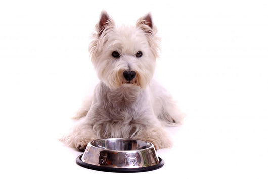 Westie Dog Lying With Food Bowl Wall Decal