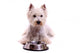 Westie Dog Lying With Food Bowl Wall Decal