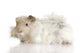 Lilac Peruvian Guinea Pig Wall Decal