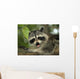 Raccoon Wall Decal