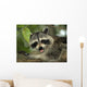 Raccoon Wall Decal