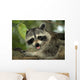 Raccoon Wall Decal