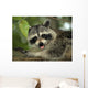 Raccoon Wall Decal