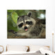 Raccoon Wall Decal