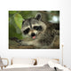 Raccoon Wall Decal