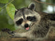 Raccoon Wall Decal